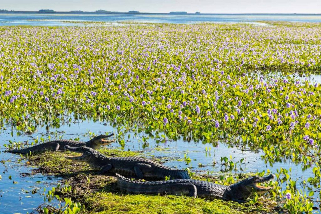 Top 10 Destinos de Ecoturismo en Argentina Realizar Ecoturismo en Argentina, hermosos paisajes y fauna única en el Mundo