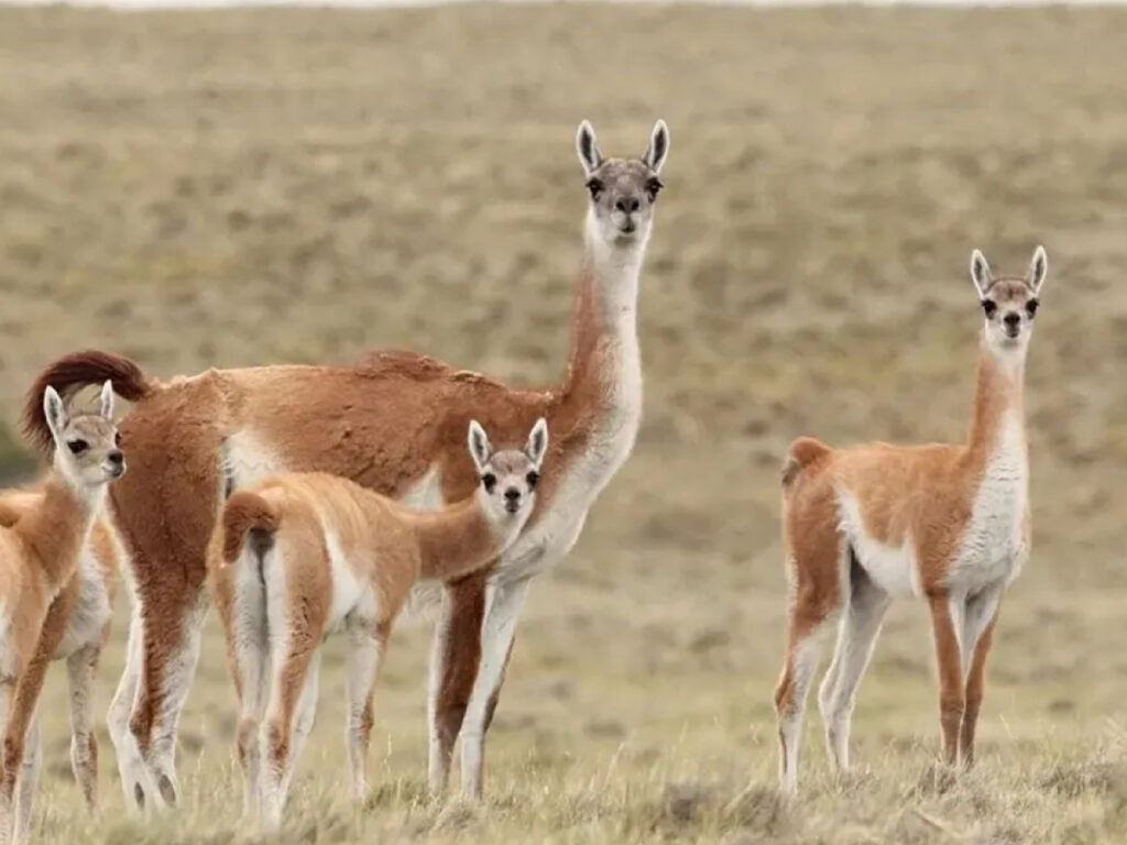Circuitos Históricos en La Pampa: Descubre todo! Fauna Autóctona en La Pampa
