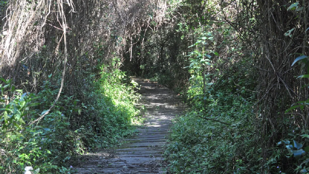 Los 10 Parques y Reservas Naturales en la Provincia de Buenos Aires que son Imprescindibles de ver Parques y Reservas Naturales en la Provincia de Buenos Aires: Reserva Integral Natural Punta Lara